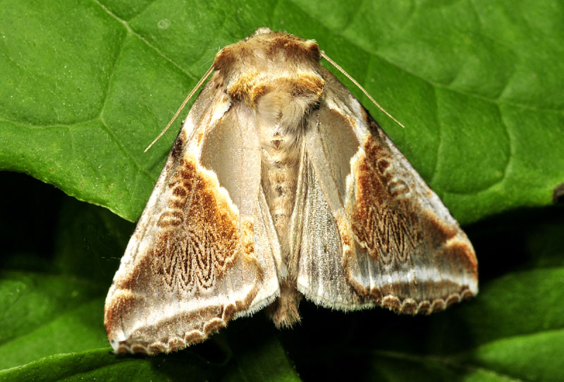 due belle Drepanidae: Thyatira batis e Habrosyne pyritoides